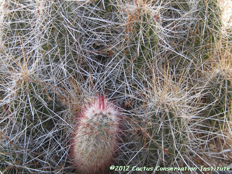 Echinocereus viridiflorus var. russanthus