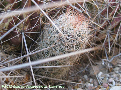 Echinocereus viridiflorus var. russanthus