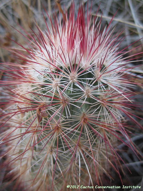 Echinocereus viridiflorus var. russanthus