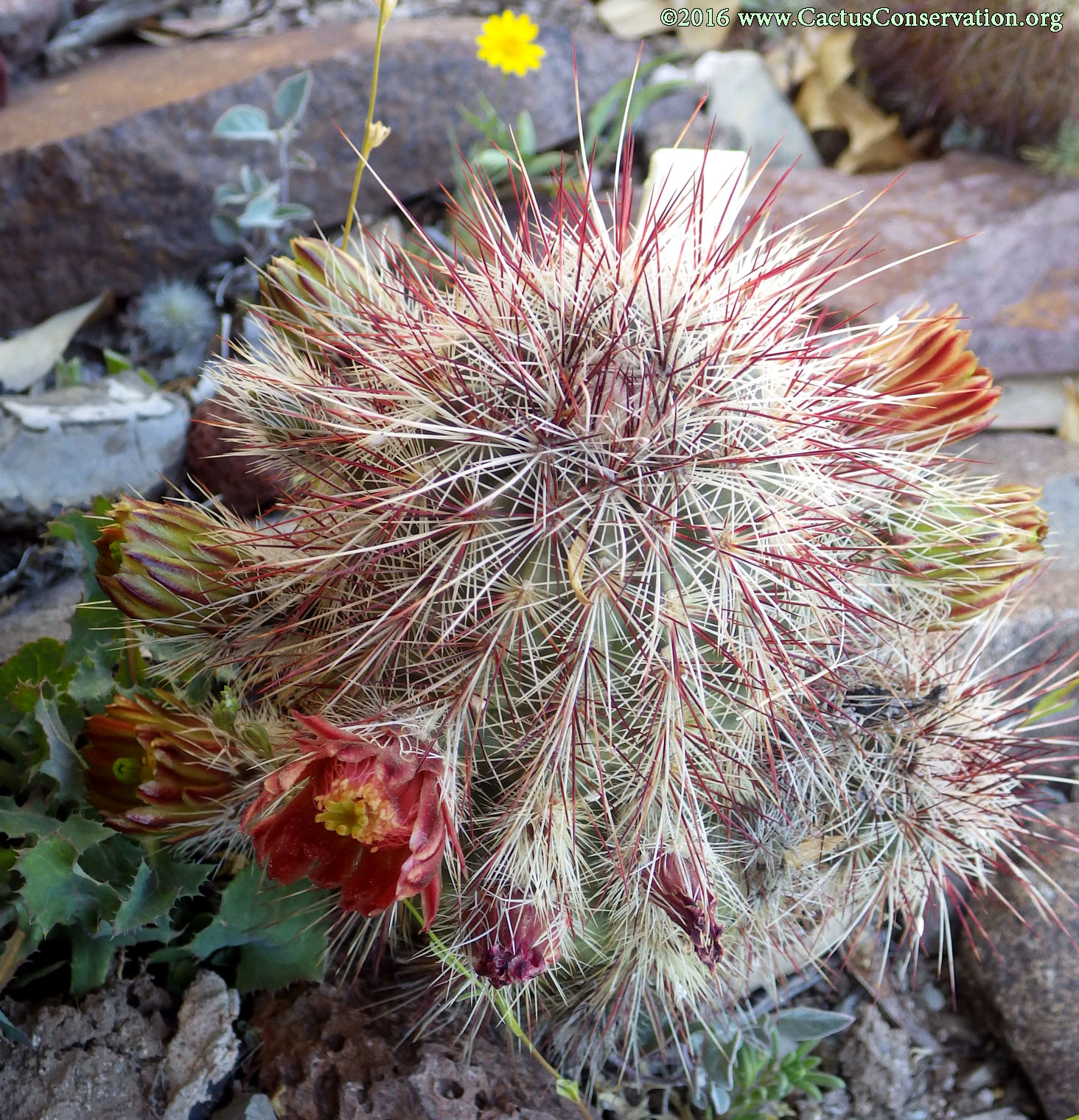 Echinocereus viridiflorus ssp. russanthus