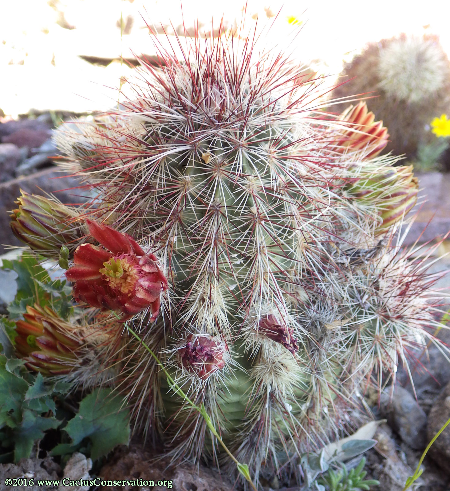 Echinocereus viridiflorus ssp. russanthus