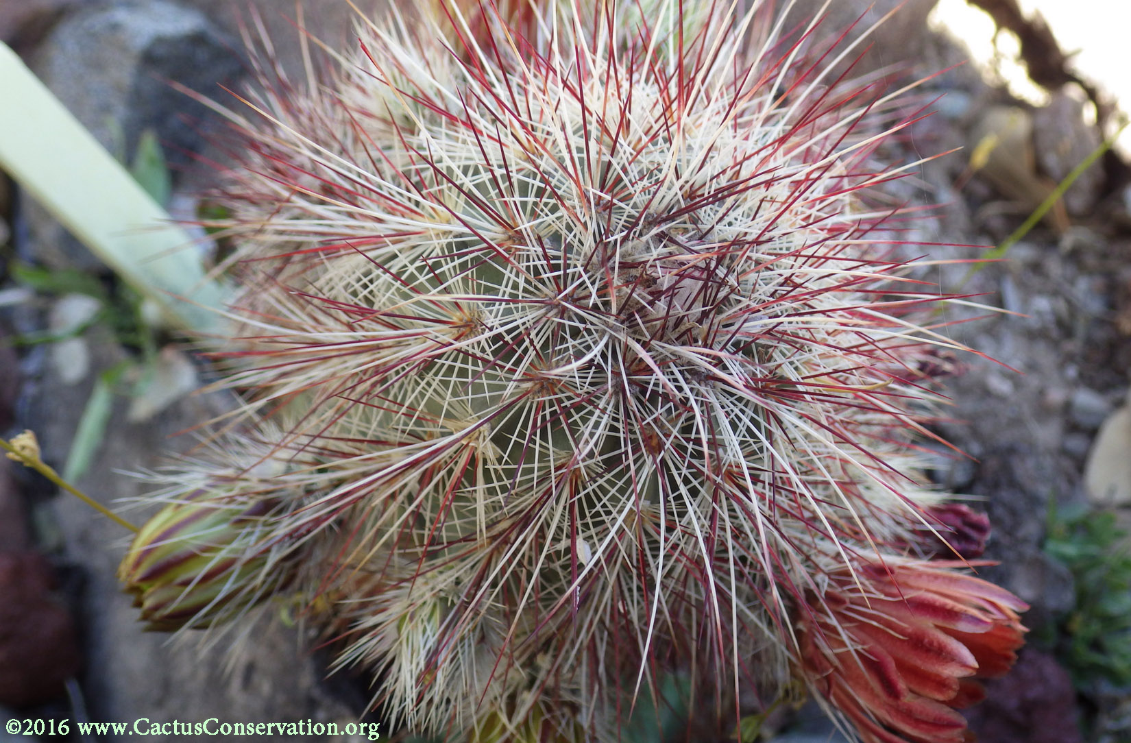 Echinocereus viridiflorus ssp. russanthus