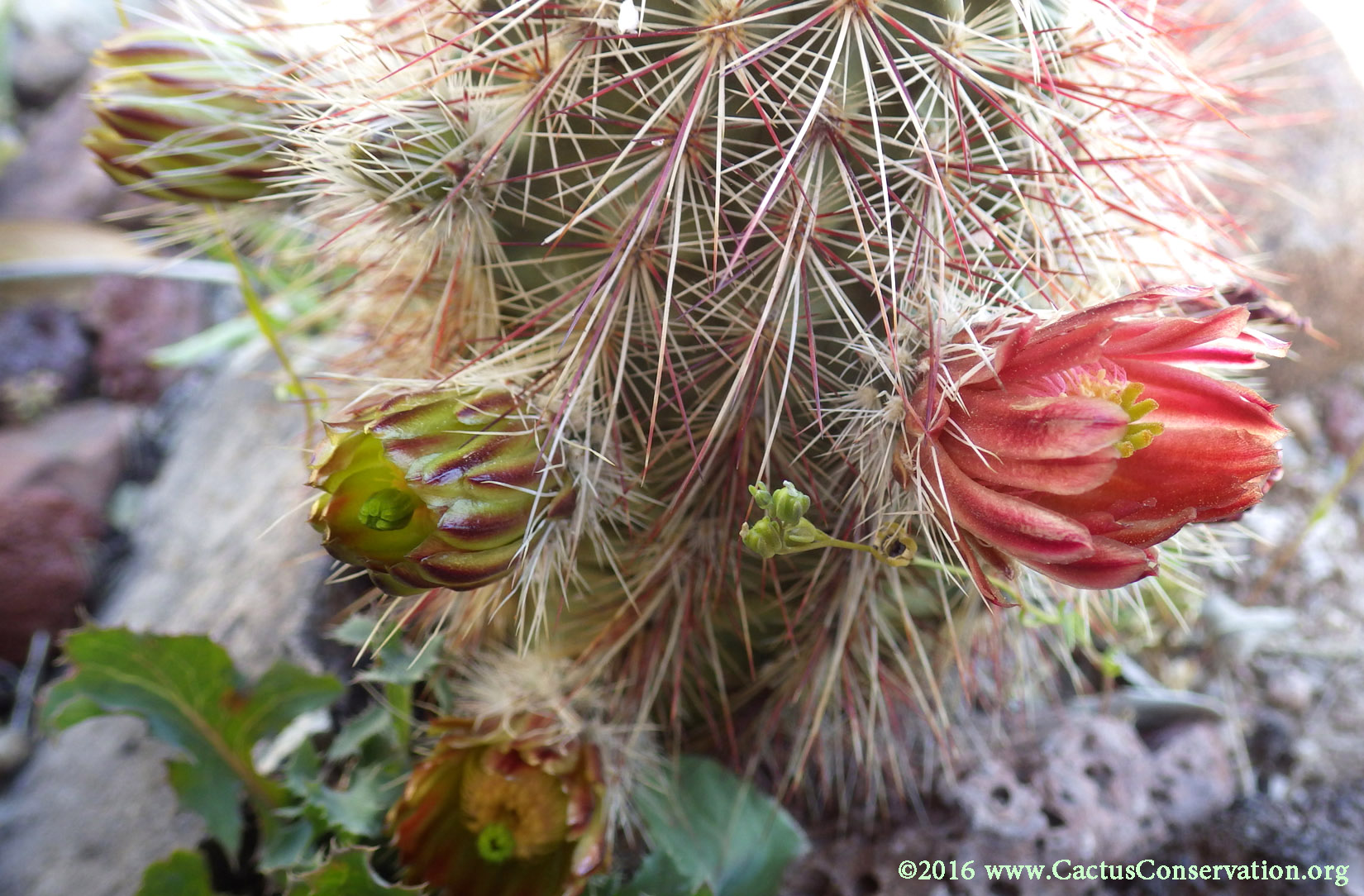 Echinocereus viridiflorus ssp. russanthus
