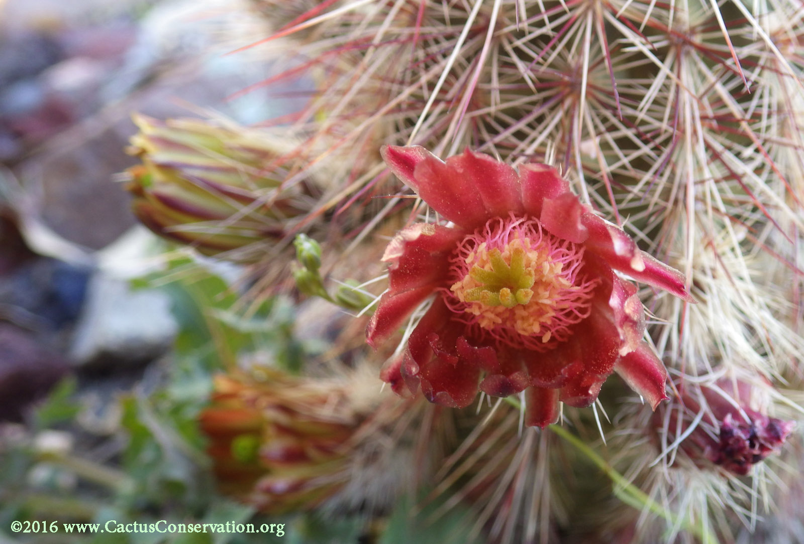 Echinocereus viridiflorus ssp. russanthus