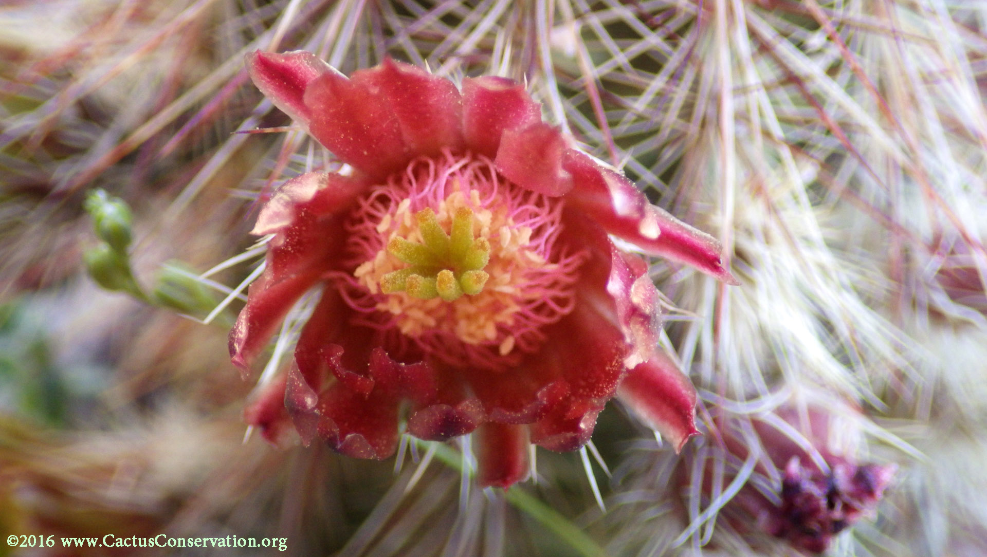 Echinocereus viridiflorus ssp. russanthus
