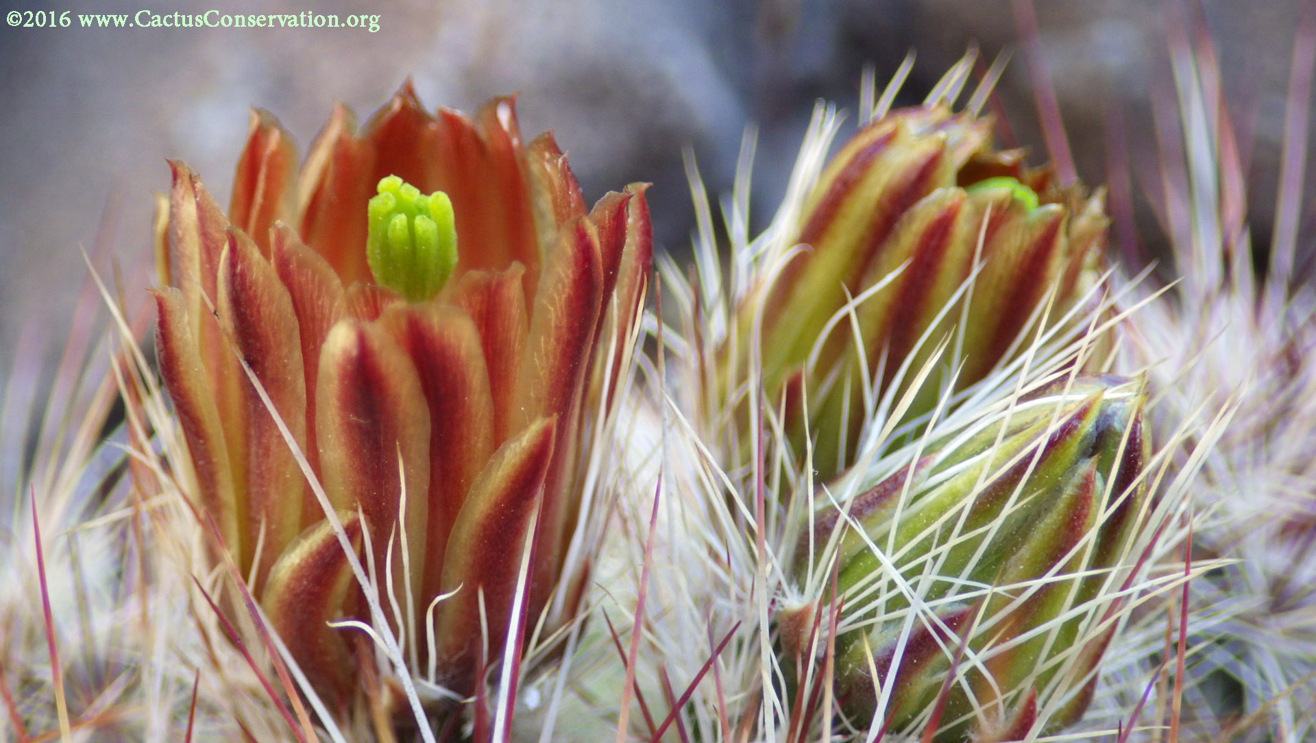 Echinocereus viridiflorus ssp. russanthus