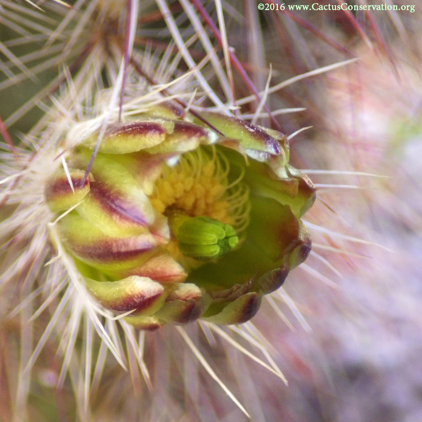 Echinocereus viridiflorus ssp. russanthus