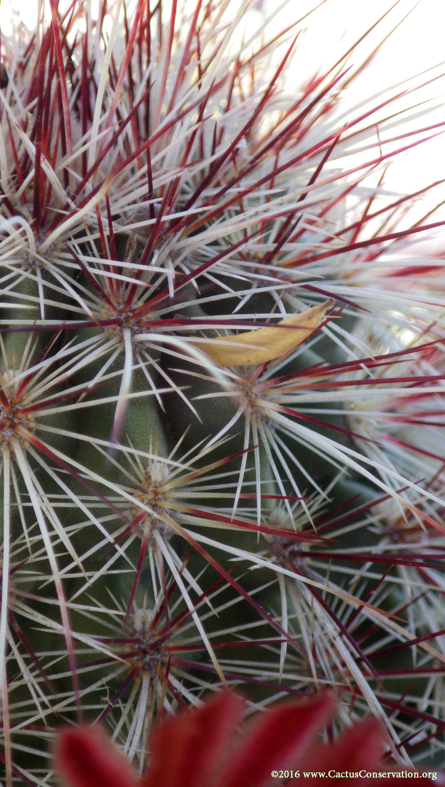 Echinocereus viridiflorus ssp. russanthus