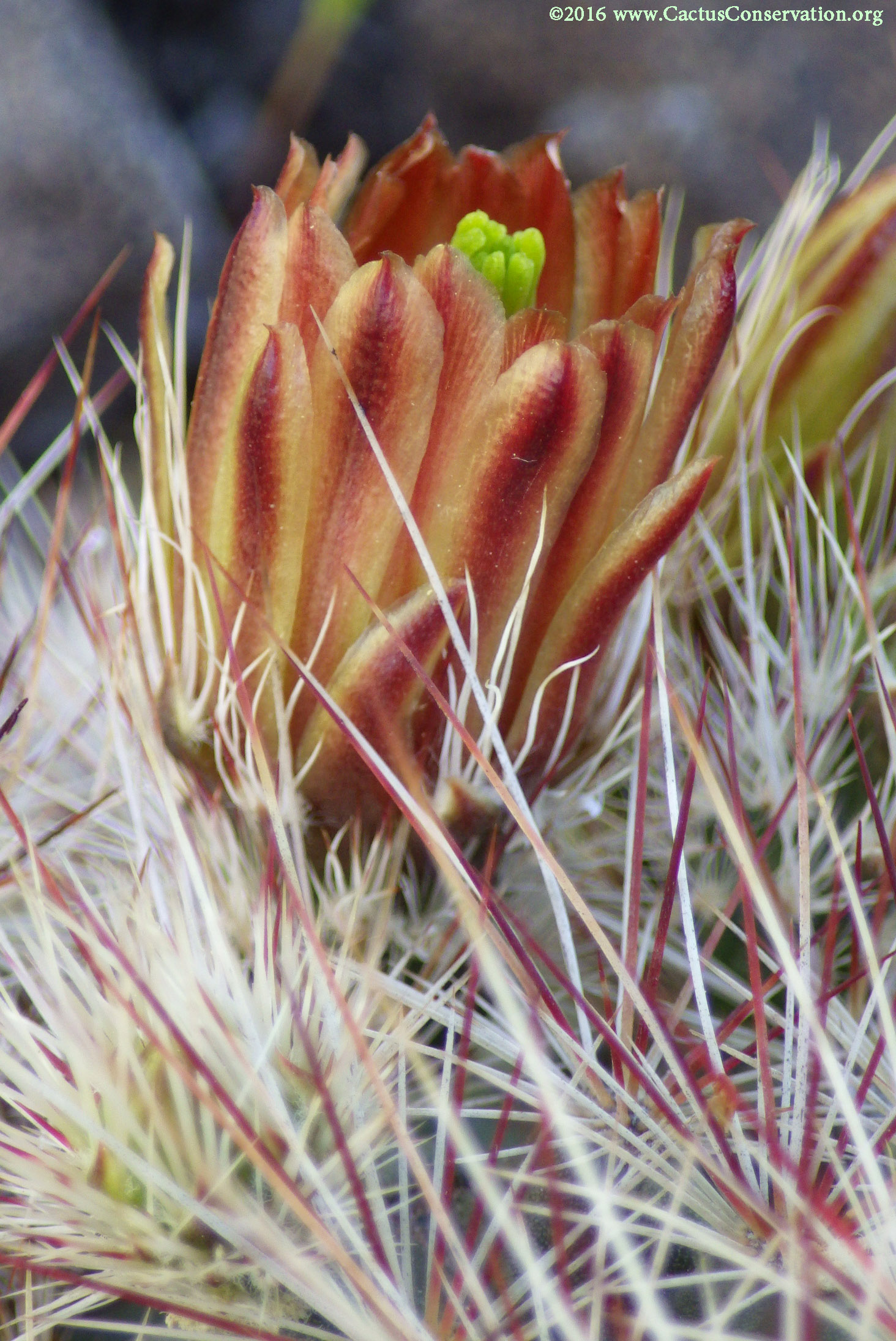 Echinocereus viridiflorus ssp. russanthus