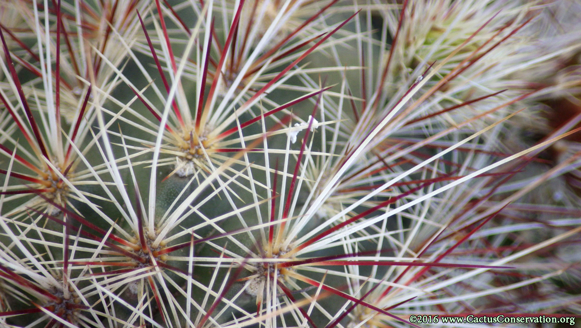 Echinocereus viridiflorus ssp. russanthus