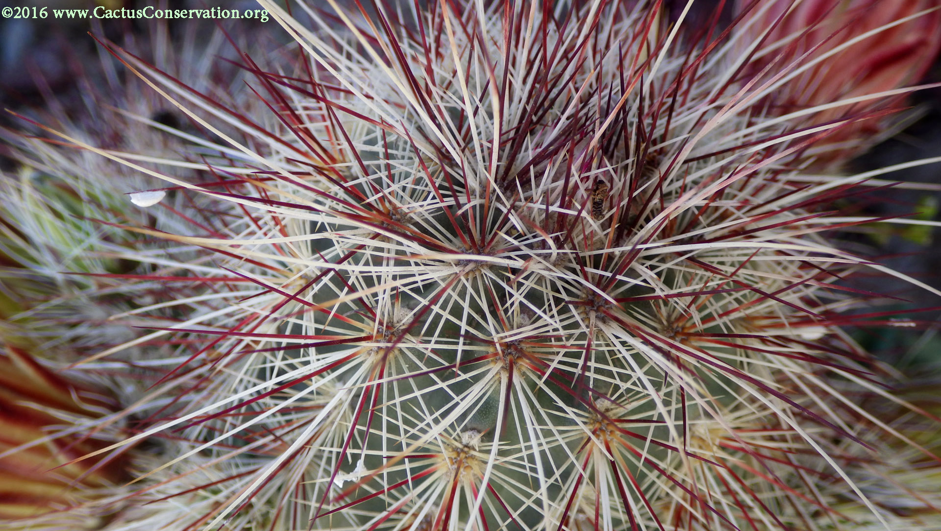 Echinocereus viridiflorus ssp. russanthus