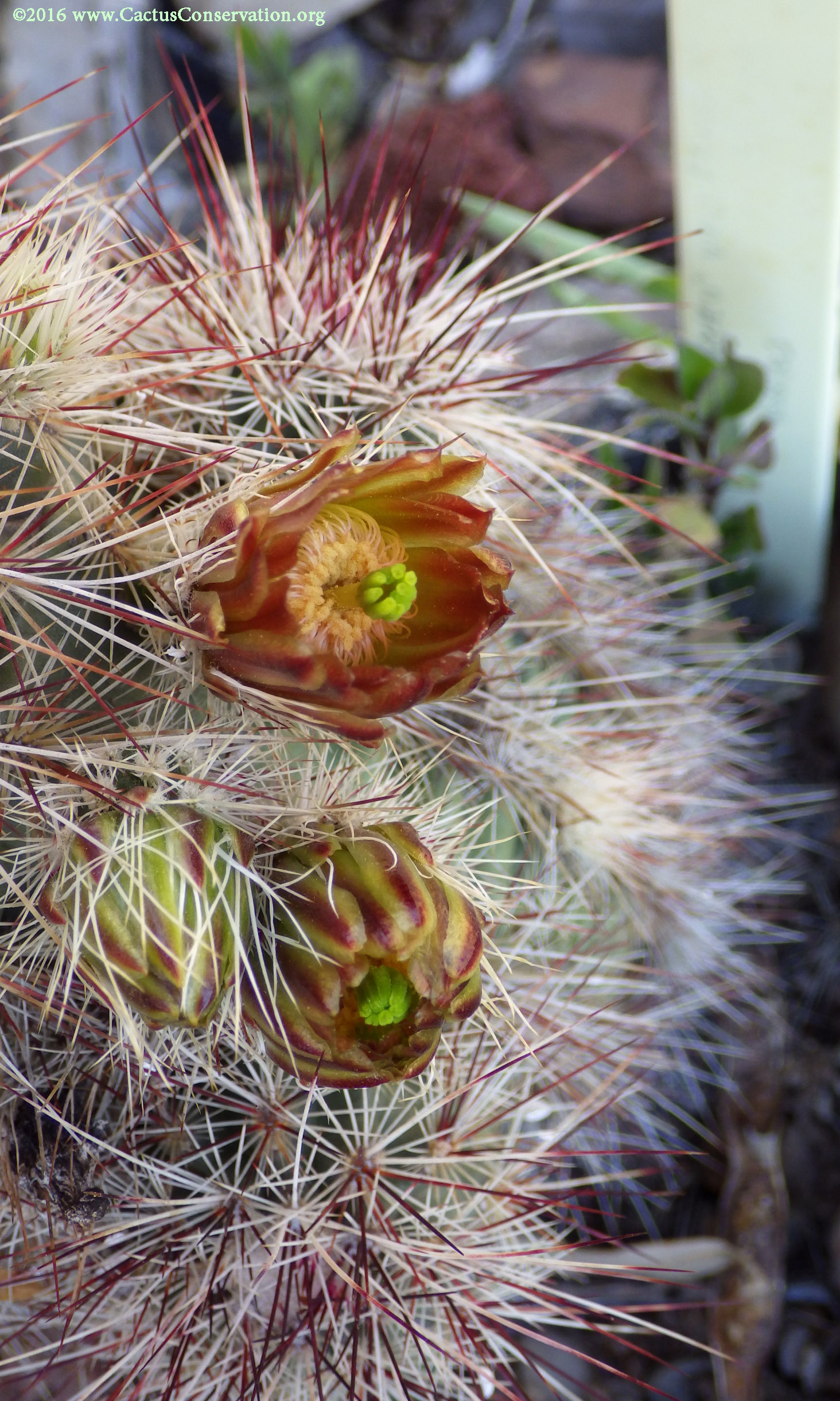 Echinocereus viridiflorus ssp. russanthus