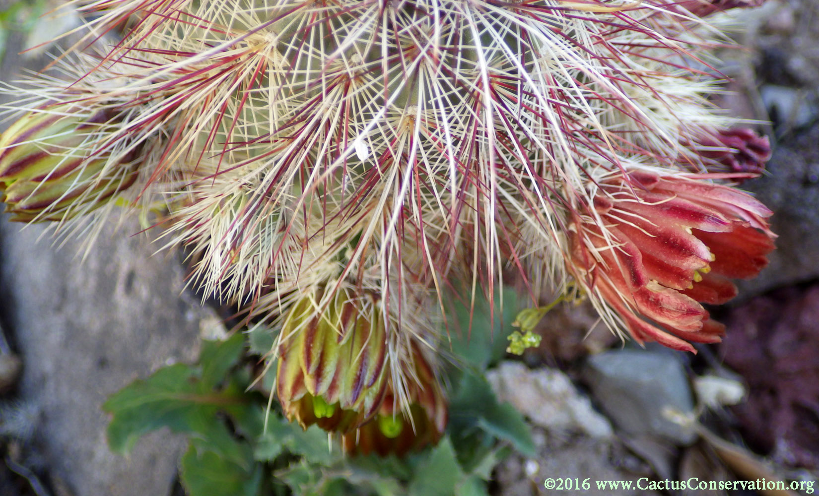 Echinocereus viridiflorus ssp. russanthus