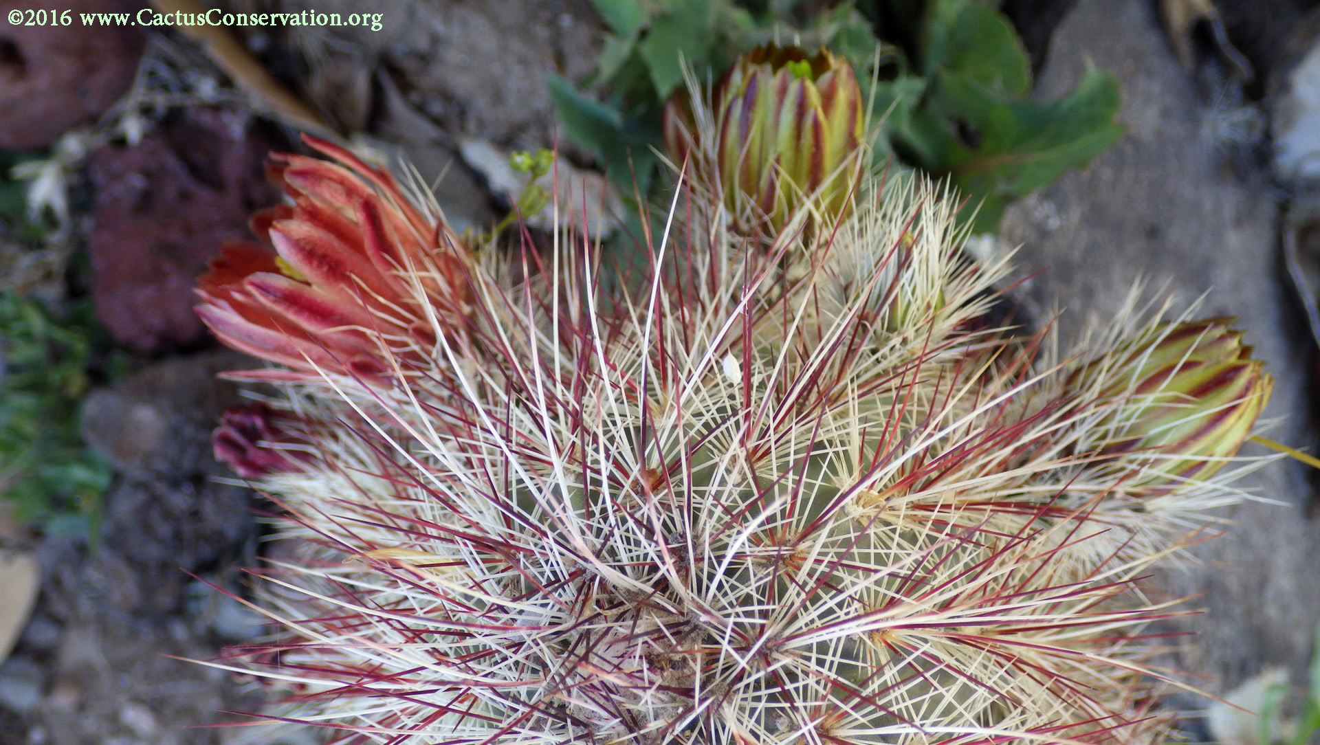 Echinocereus viridiflorus ssp. russanthus
