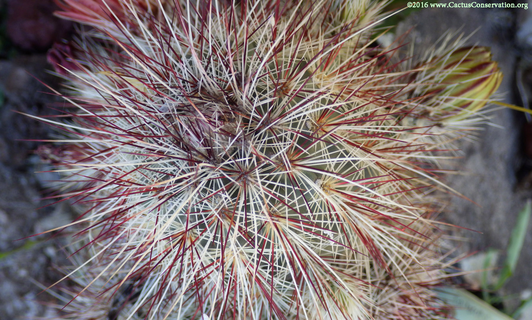 Echinocereus viridiflorus ssp. russanthus