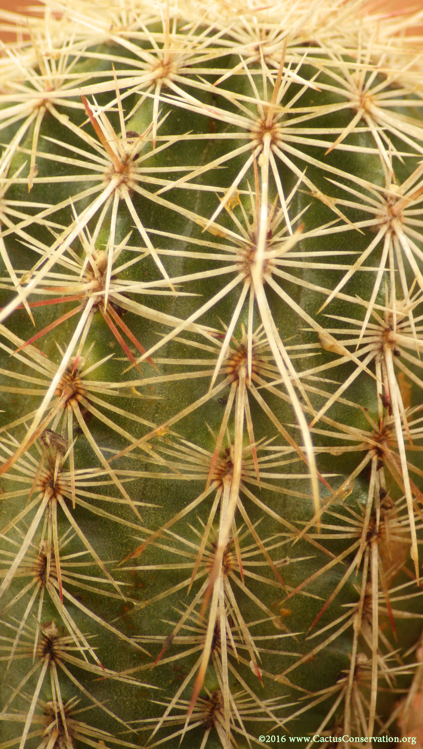 Echinocereus viridiflorus weedinii