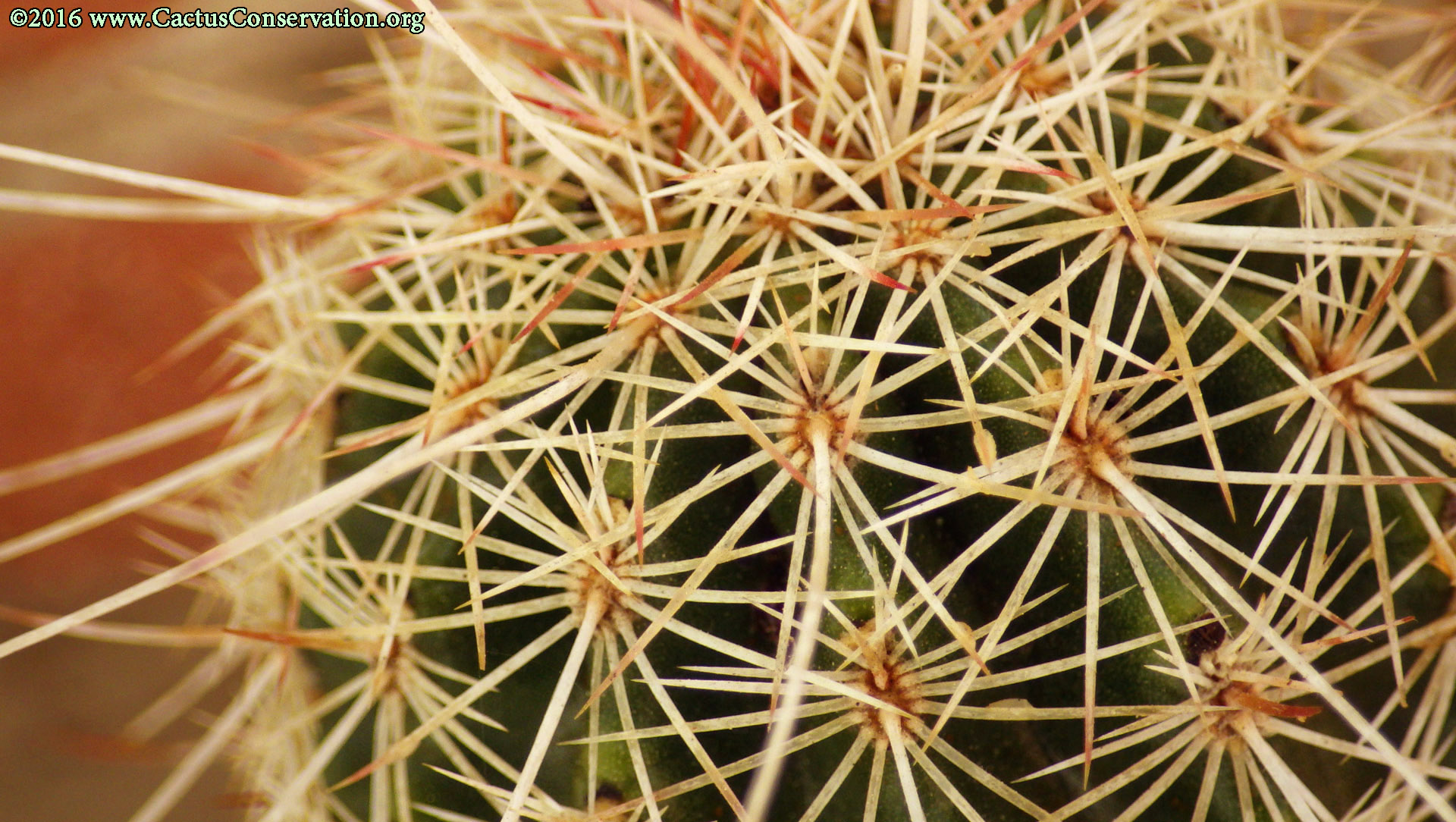 Echinocereus viridiflorus weedinii