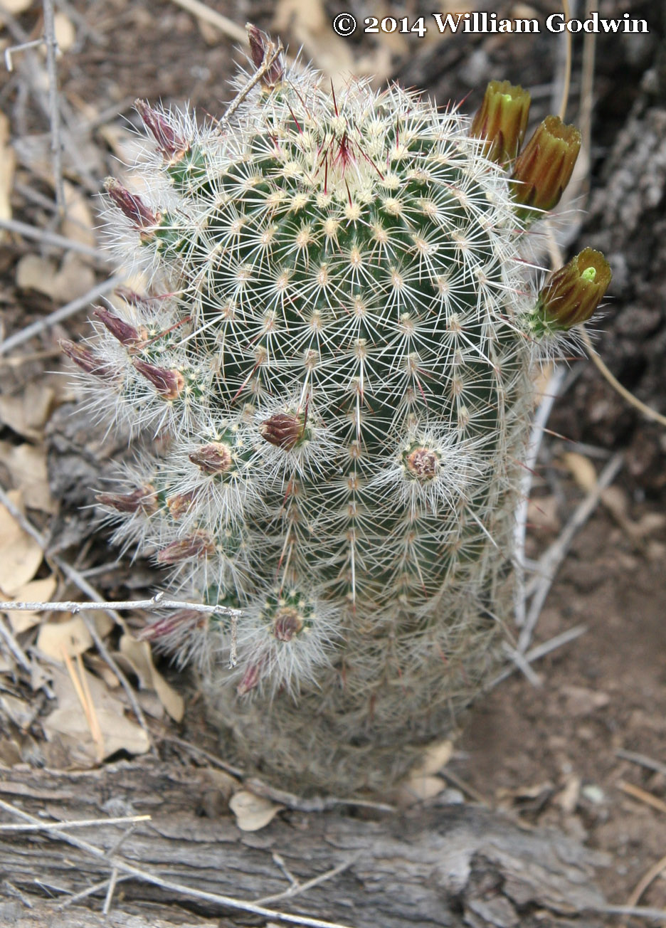 Echinocereus viridiflorus var. weedinii