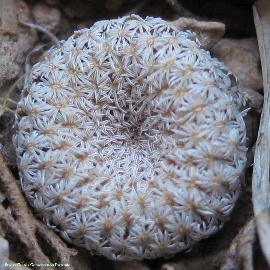 Epithelantha bokei