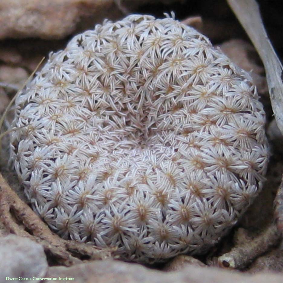Epithelantha bokei