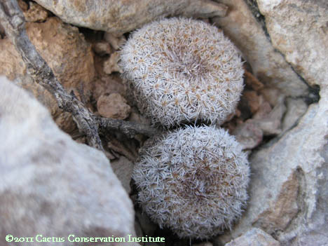 Epithelantha micromeris