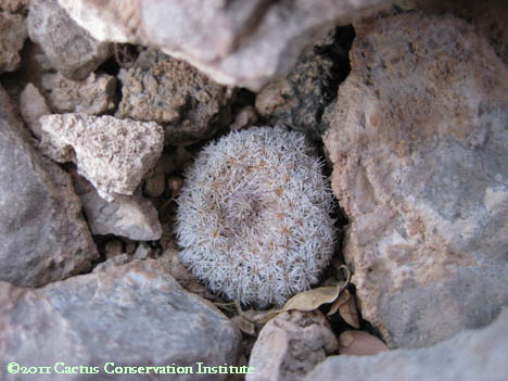 Epithelantha micromeris
