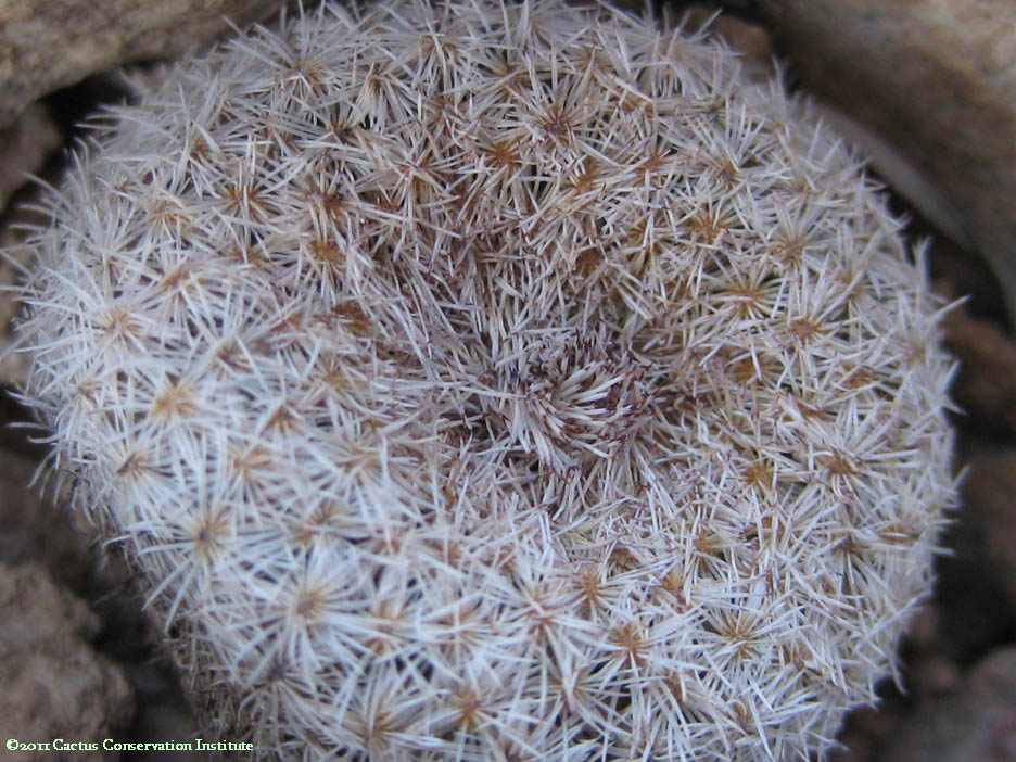 Epithelantha micromeris