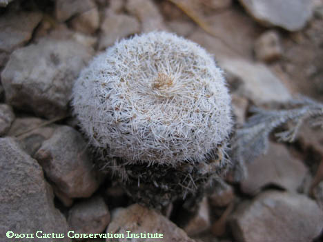 Epithelantha micromeris