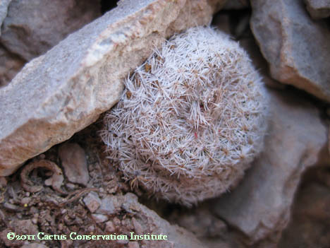 Epithelantha micromeris