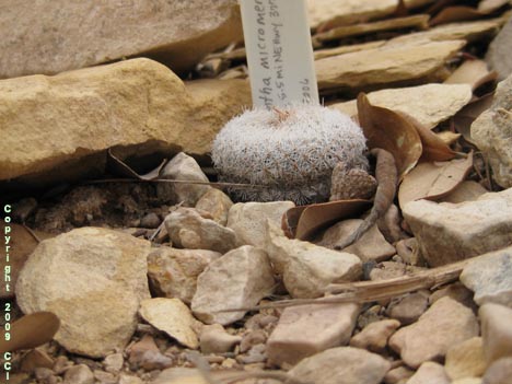 Epithelantha micromeris