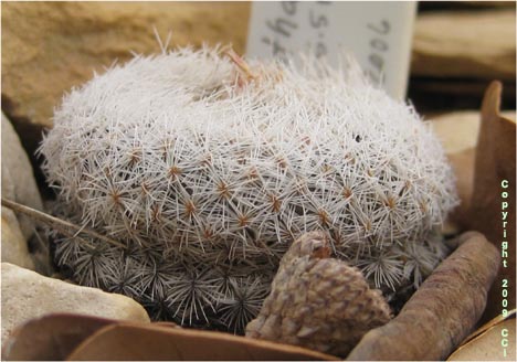 Epithelantha micromeris