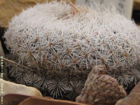 Epithelantha micromeris