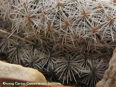 Epithelantha micromeris