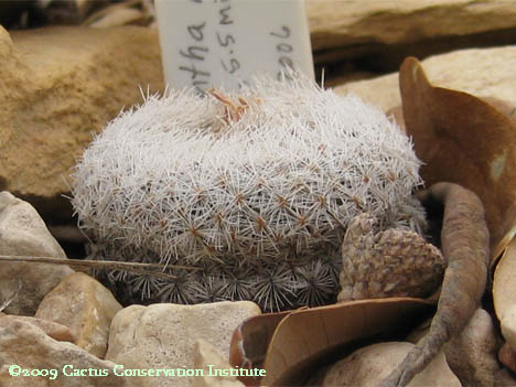 Epithelantha micromeris