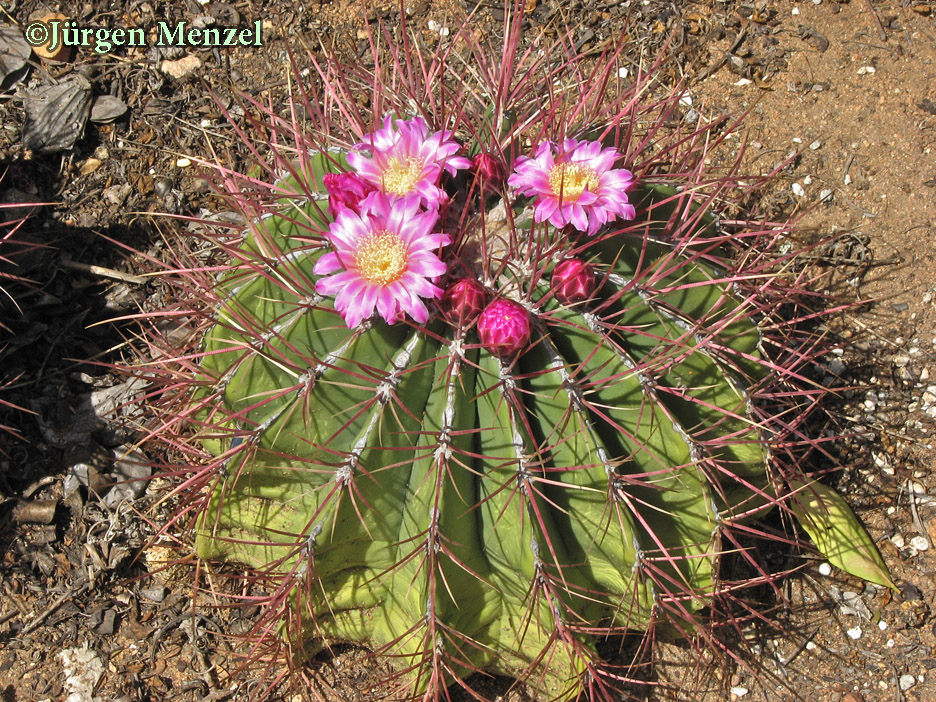 Ferocactus haematacanthus