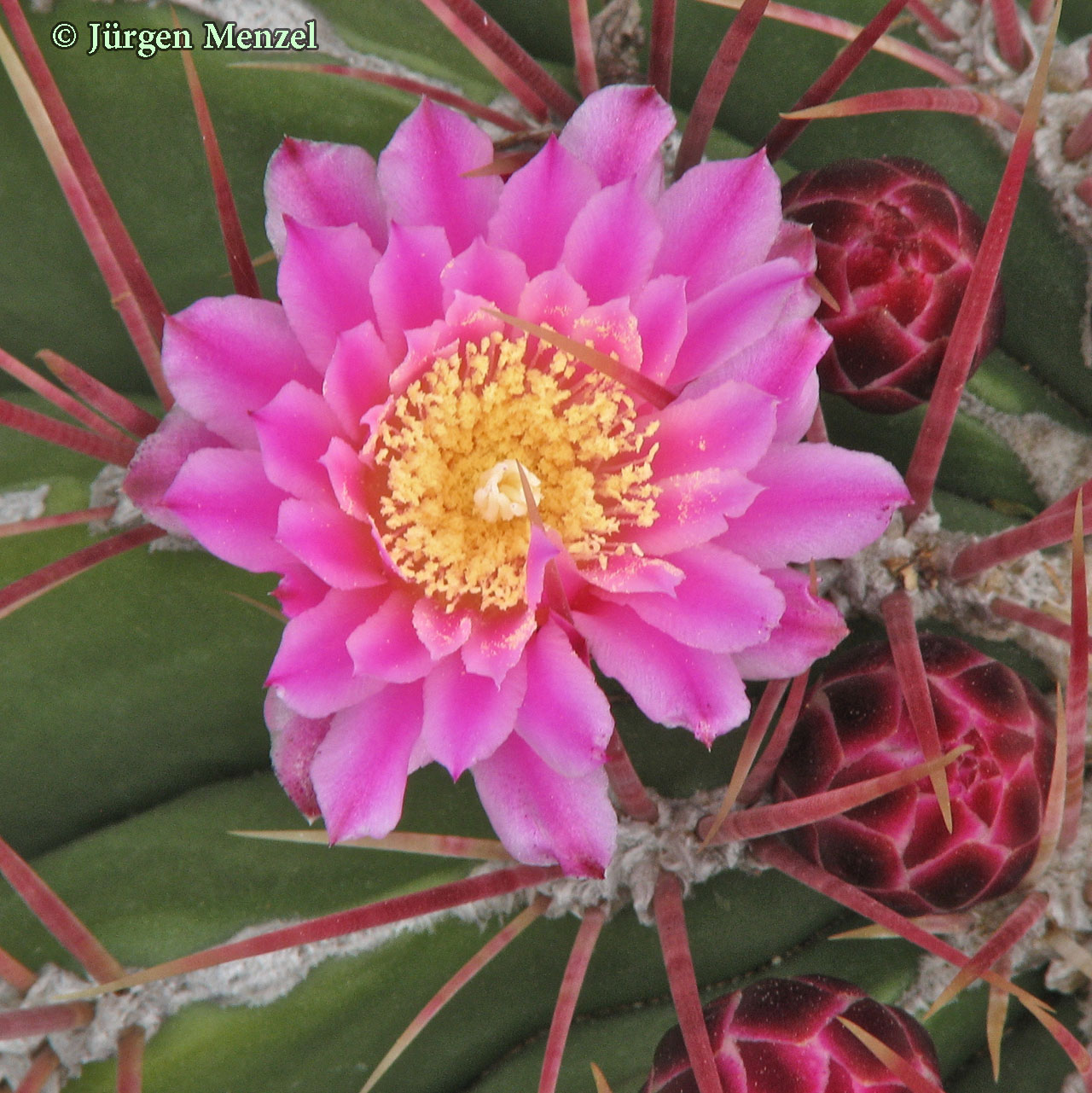 Ferocactus haematacanthus