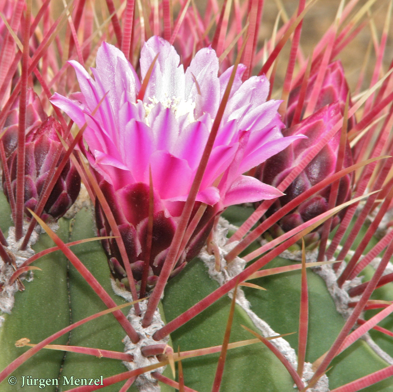 Ferocactus haematacanthus