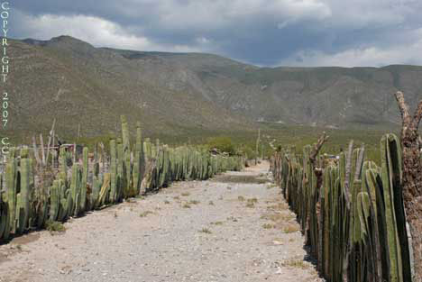 Marginatocereus marginatus