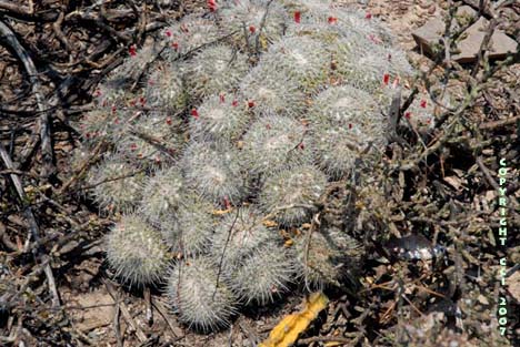 probably Mammillaria compressa