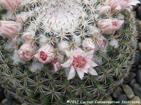 Mammillaria formosa var. microthele