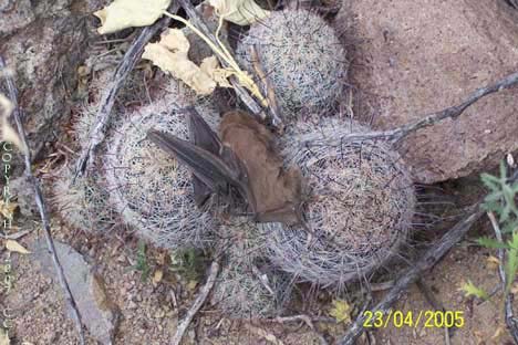 Mammillaria grahamii as an opportunistic carnivore