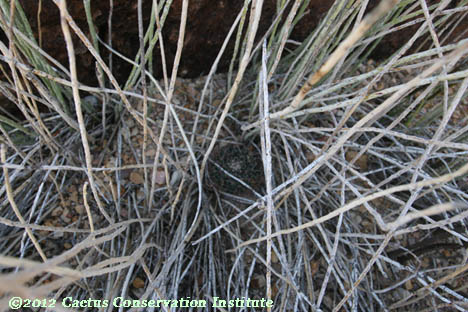 Mammillaria meiacantha