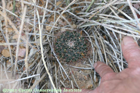 Mammillaria meiacantha