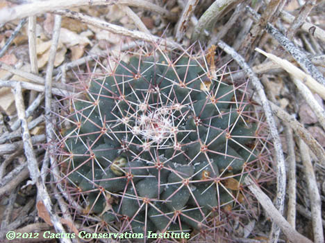 Mammillaria meiacantha
