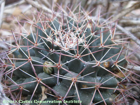 Mammillaria meiacantha