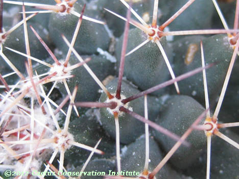 Mammillaria meiacantha