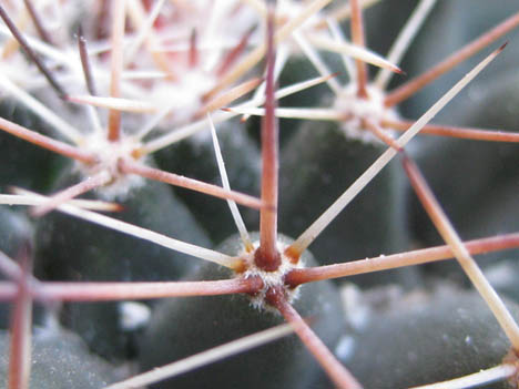 Mammillaria meiacantha