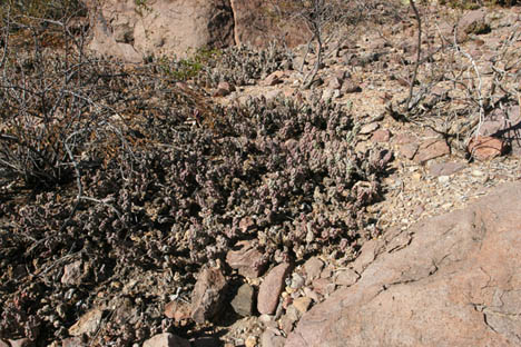 Opuntia aggeria