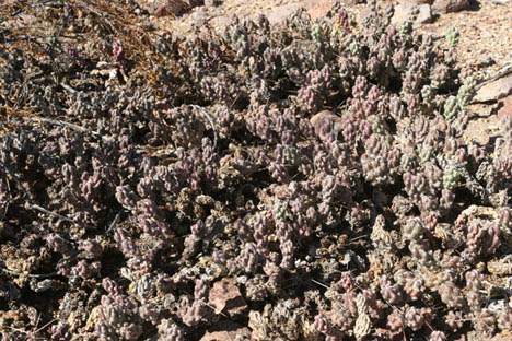 Opuntia aggeria