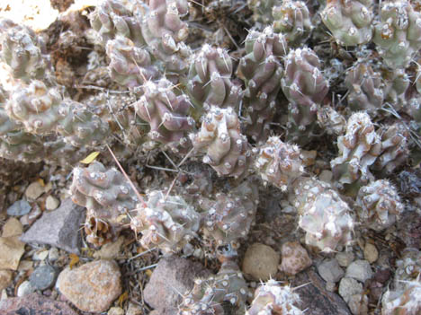 Opuntia aggeria